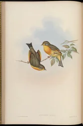 Leiothrix lutea